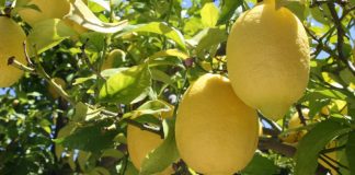 Lemon- Tree Markets