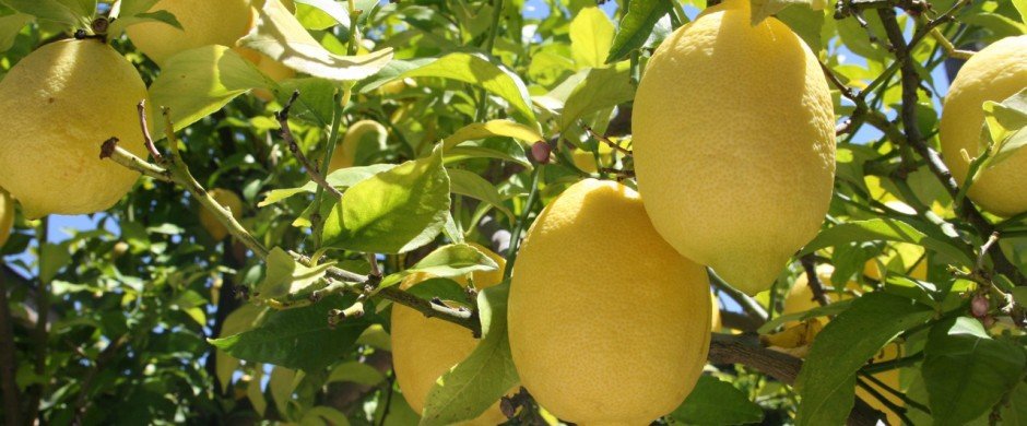 Lemon- Tree Markets