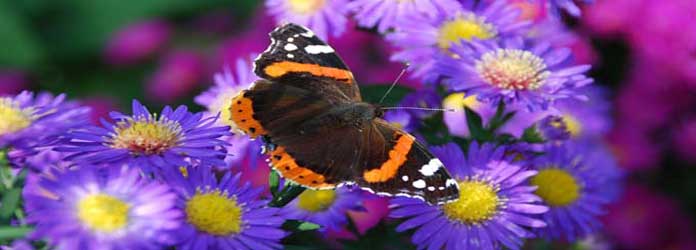 mariposario-de-benalmadena