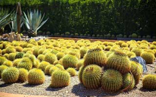 Cactus Garden